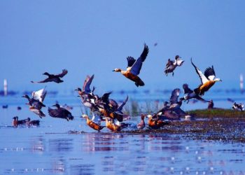 ଚିଲିକାକୁ ୫ଟି ଜୋନ୍‌ରେ ବିଭକ୍ତ କରି ହେବ ପକ୍ଷୀ ଗଣନା, ନିୟୋଜିତ ହେବେ ୨୧ ଟିମ୍