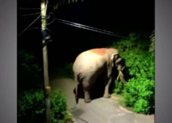 ରାଜଧାନୀରେ ତାଣ୍ଡବ କଲେ ୩ ହାତୀ