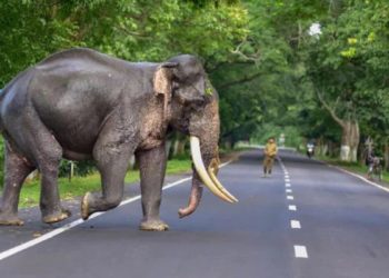 ରାଜ୍ୟରେ ବଢ଼ୁଛି ହାତୀ ମୃତ୍ୟୁ; ୫ବର୍ଷରେ ୪୦୬ ଛୁଇଁଛି ସଂଖ୍ୟା