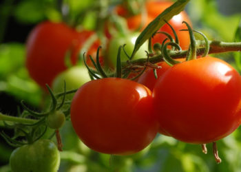 ମହିଳାଙ୍କୁ ଲକ୍ଷପତି କଲା ଟମାଟୋ ଚାଷ