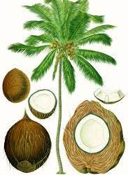 ନଡ଼ିଆ ତେଲ ଲଗାଇ ଧଳା କେଶକୁ ଦିଅ ହଟାଇ