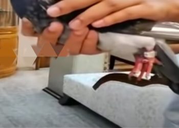 ରାଉରକେଲାରୁ ଉଦ୍ଧାର ହେଲା ଚୀନର ଗୁଇନ୍ଦା ପାରା