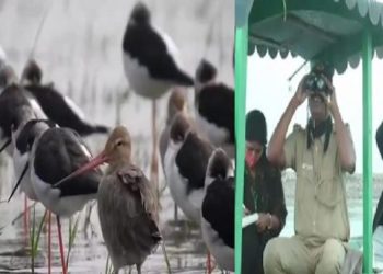 ଶେଷ ହେଲା ଚିଲ୍ଲିକାର ପକ୍ଷୀ ଗଣନା