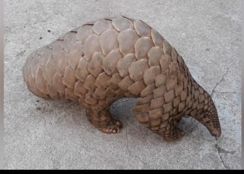 ଉଦ୍ଧାର ହେଲା ଜୀବନ୍ତ ବଜ୍ରକାପ୍ତା; ୨ ଗିରଫ୍‌