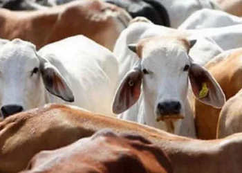 ମୋ ଗାଇ ଫେରାଇ ଦିଅ, ନହେଲେ ଜୀବନ ହାରିଦେବି