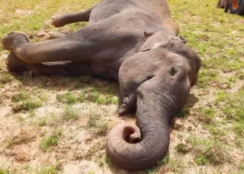 ବିଦ୍ୟୁତ ଆଘାତରେ ପୁଣି ଏକ ମାଈ ହାତୀର ମୃତ୍ୟୁ