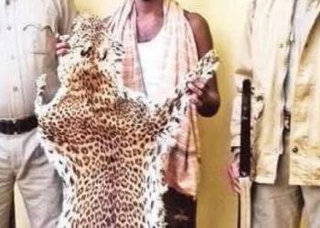 ବାଘ ଛାଲ ବେପାରୀଙ୍କ ଡିଲ ବେଳେ ବନବିଭାଗର ଚଢ଼ାଉ; ଜଣେ ଗିରଫ