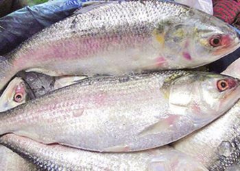 କୋଟିପତି ହେଲେ ମତ୍ସ୍ୟଜୀବୀ , ଜାଲରେ ପଡିଲା ଇଲିଶି