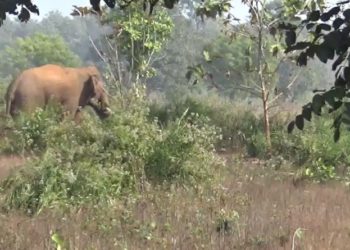 ଗାତରେ ଫସିରହିଛି ଅସୁସ୍ଥ ହାତୀ, ଚିକିତ୍ସାରେ ଲାଗିପଡିଛି ବନବିଭାଗ