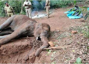 ବିଦ୍ୟୁତ ତାର ଲାଗି ଦନ୍ତା ମୃତ