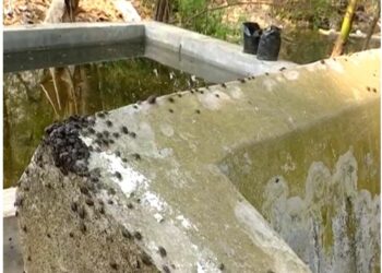 ଗାଁ ସାରା ପୋକ ସାଲୁବାଲୁ , ଚିନ୍ତାରେ ଅଞ୍ଚଳବାସୀ