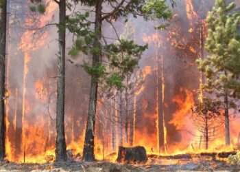 ଜଙ୍ଗଲ ନିଆଁରେ ଜଳିଗଲା ବନ ବିଭାଗ ଜିପ