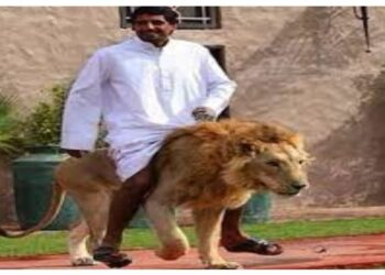 ଜଙ୍ଗଲରେ ନୁହେଁ ବରଂ ଘରେ ରୁହନ୍ତି ସିଂହ ଓ ଚିତା !