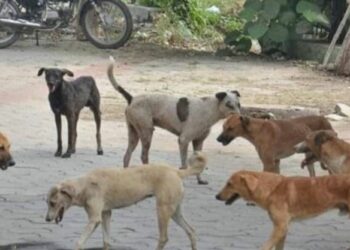 ଏହି ଦେଶରେ ଗୋଟିଏ ବି ବୁଲା କୁକୁର (ଷ୍ଟ୍ରିଟ ଡଗ ) ନାହାନ୍ତି ! ଏହା କିପରି ସମ୍ଭବ ହେଲା ଜାଣନ୍ତୁ?