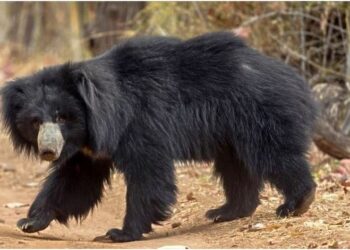 ଭାଲୁ ଆକ୍ରମଣରେ ୩ ଗୁରୁତର