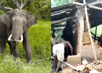 ଘରେ ପଶି ବୃଦ୍ଧଙ୍କୁ ଦଳିଦେଲା ଦନ୍ତା