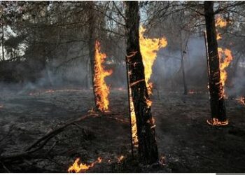 ଜଳିଛି ୭୦୭୦ ହେକ୍ଟର ଜଙ୍ଗଲ