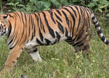 ବୃଦ୍ଧାଙ୍କୁ ମାରିଦେଲା ମହାବଳ