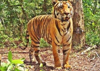 ମହାବଳ ନୁହେଁ, କଲରାପତରିଆ ମାରିଛି : ପିସିସିଏଫ