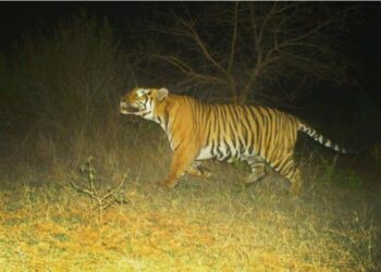 ନୂଆପଡାରେ ପୁଣି ବାଘ ଆତଙ୍କ