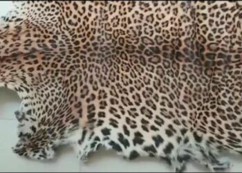 ଏସଟିଏଫ କବ୍ଚାରେ ବାଘ ଛାଲ ବେପାରୀ