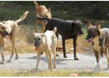 ବୁଲା କୁକୁରଙ୍କୁ ବିଷ ; ଥାନାରେ ଅଭିଯୋଗ କଲେ ସ୍ଥାନୀୟ ବାସୀନ୍ଦା