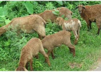 ଥମୁନି ଅଜଣା ଜନ୍ତୁ ଆତଙ୍କ, ଆକ୍ରମଣରେ ୮ ମେଣ୍ଢା ମୃତ