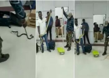 ଏୟାରପୋର୍ଟରେ ମହିଳା ଖୋଳିଦେଲେ ବ୍ୟାଗ୍, ବାହାରିଲା ୨୨ଟି ସାପ