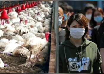 ନୂଆ ଭାଇରସର ଆତଙ୍କ, ଚୀନରେ H3N8 ବାର୍ଡ ଫ୍ଲୁରେ ପ୍ରଥମ ମୃତ୍ୟୁ