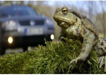 ଏମିତି ଏକ ଦେଶ, ଯେଉଁଠି ବେଙ୍ଗ ମାନଙ୍କ ପାଇଁ ରହିଛି ଟ୍ରାଫିକ ବ୍ୟବସ୍ଥା!