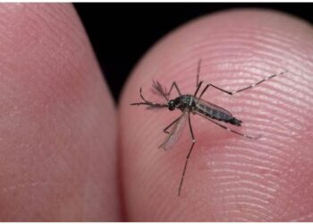 ଘରେ ମଶା ପଶି ପାରିବ ନାହିଁ , ଏହି ୫ଟି ଗଛ ଘରେ ଲଗାନ୍ତୁ