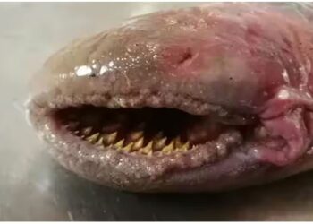 ରକ୍ତ ଶୋଷୁଥିବା ଦୁନିଆର ସବୁଠାରୁ ଭୟଙ୍କର ମାଛ, ବିଶ୍ୱ କହୁଛି ‘ସମୁଦ୍ର ବାଷ୍ପ’