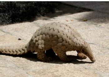 ବଜ୍ରକାପ୍ତା ଉଦ୍ଧାର : ଜଣେ ଗିରଫ