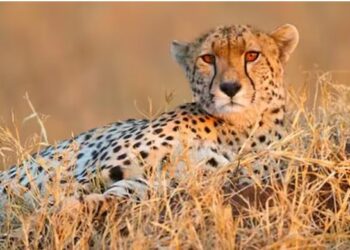 ଦକ୍ଷିଣ ଆଫ୍ରିକାରୁ କୁନୋ ଆସିଥିବା ଚିତା ‘ଉଦୟ’ର ମୃତ୍ୟୁ