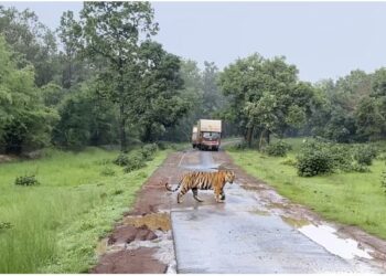ବାଘ ଆତଙ୍କ, ୨୫ ଟି ଗାଁରେ ରାତ୍ରି କର୍ଫ୍ୟୁ, ସ୍କୁଲ ବନ୍ଦ କରିବାକୁ ନିର୍ଦ୍ଦେଶ