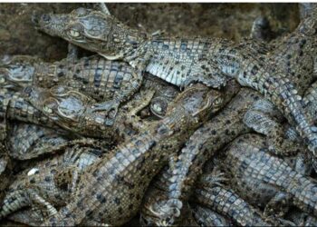 ସଫଳ ହେଲା କୁମ୍ଭୀରଙ୍କ ପ୍ରଜନନ, ଅଣ୍ଡା ଫୁଟି ବାହାରିଲେ ଘଡ଼ିଆଳ କୁମ୍ଭୀର ଛୁଆ