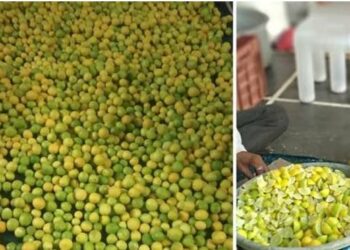 ଲେମ୍ବୁ ଚାଷ କରି ଲକ୍ଷ ଲକ୍ଷ ଟଙ୍କା ରୋଜଗାର କରୁଛନ୍ତି ଗଞ୍ଜାମର ଚାଷୀ