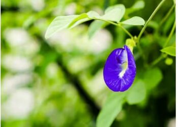 ଧନ ପ୍ରାପ୍ତି ପାଇଁ ପୂଜାରେ ସାମିଲ କରନ୍ତୁ ଅପରାଜିତା ଫୁଲ !