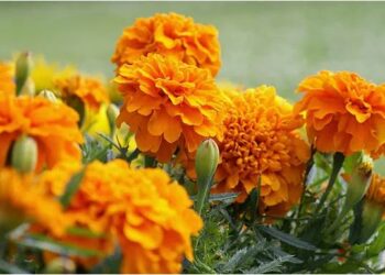 ଉଜ୍ୱଳ ସ୍କିନ ପାଇଁ ଲଗାନ୍ତୁ ଗେଣ୍ଡୁ ଫୁଲର ଫେସପ୍ୟାକ