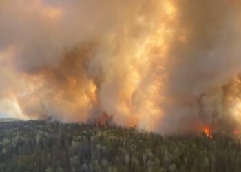 ଜଳୁଛି କାନାଡାର ଅଲବର୍ଟା ଜଙ୍ଗଲ