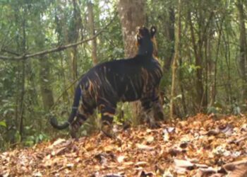 ବିରଳ କଳା ମହାବଳ ମୃତ