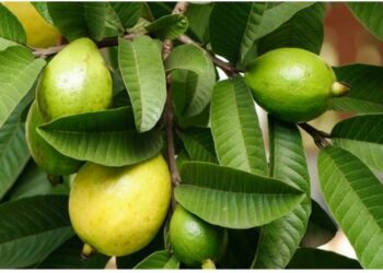 ପିଜୁଳି ପତ୍ର ଓଜନ ହ୍ରାସ କରେ , ଏହା କେତେ ସତ? ଏହା ଲାଭଦାୟକ ହେବ କି ନାହିଁ ଜାଣନ୍ତୁ ..