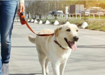 କୁକୁର ପାଳିଲେ ପଇସା ଗଣିବେ , ବାଟରେ ମଳତ୍ୟାଗ କଲେ ମାଲିକ ପୋଛିବେ