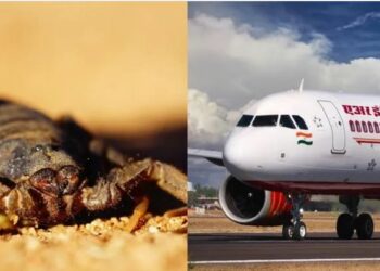 ବିମାନ ଭିତରେ କଙ୍କଡ଼ାବିଛା! କାମୁଡିଦେଲା ମହିଳା ଯାତ୍ରୀଙ୍କୁ