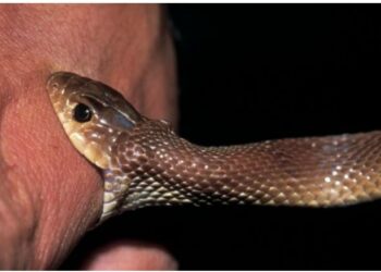 ସାପ ଆତଙ୍କ, ଗୋଟିଏ ଦିନରେ ୧୩ ଜଣଙ୍କୁ କାମୁଡିଲା