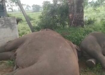 ବିଦ୍ୟୁତ ଆଘାତରେ ୪ ହାତୀ ମୃତ !