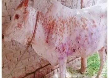 ତିନୋଟି ଜିଲ୍ଲାରେ ଆତଙ୍କ ଖେଳାଇଛି ଲମ୍ଫି ଭାଇରସ , ପ୍ରଶାସନ ନେଲା ଏପରି ନିଷ୍ପତ୍ତି