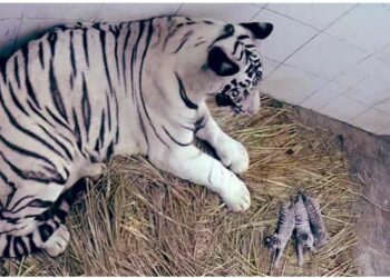 ୩ ଛୁଆ ଜନ୍ମ ଦେଲା ଧଳା ବାଘୁଣୀ ରକ୍ଷା