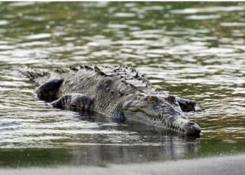 କୁମ୍ଭୀର ଟାଣି ନେଇ ମାରିଦେଲା