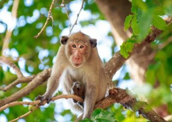 ୫ ଏନଡିଆରଏଫ ଯବାନଙ୍କୁ କାମୁଡିଲା ମାଙ୍କଡ